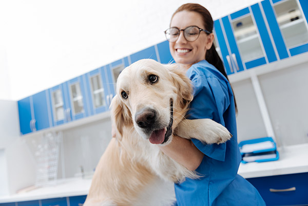 Auxiliar de Veterinária com especialização em Tosquia e Grooming Auxiliar de Veterinária com especialização em Tosquia e Grooming